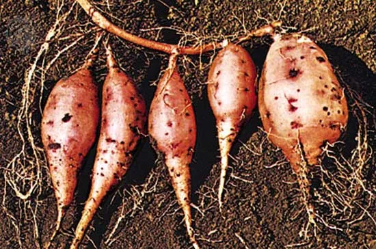 Where Do Sweet Potatoes Originally Come From?