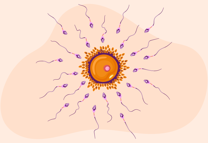 Timing of Insemination